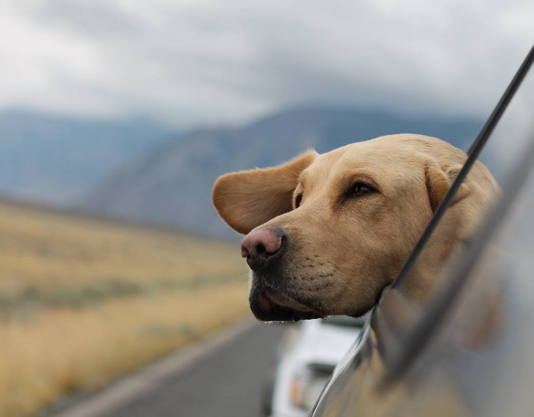 dog on a road trip