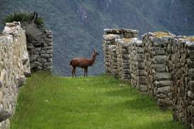 Lama in Machu Picchu