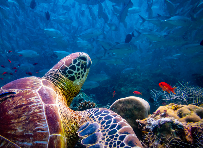 Turtles and marine life of the Perhentian Islands