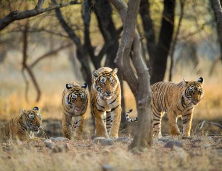 tigers on safari in india