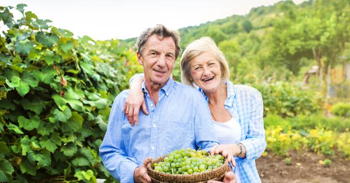A senior couple smiling as they pick grapes for their white wine bottle in Bordeaux, France