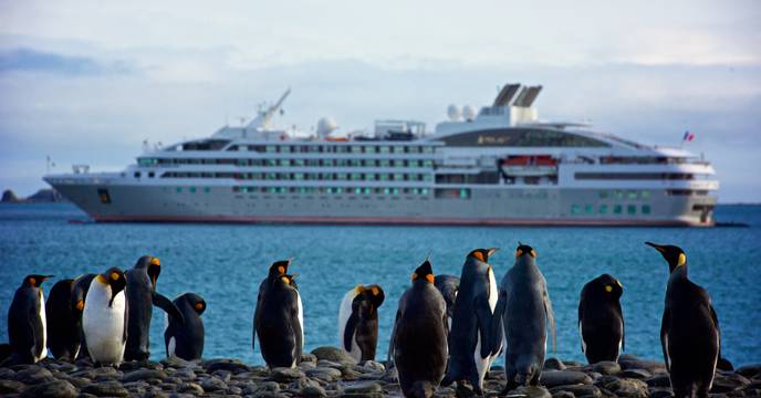 A group of penguins in Antractica gazing at a polar expedition ship