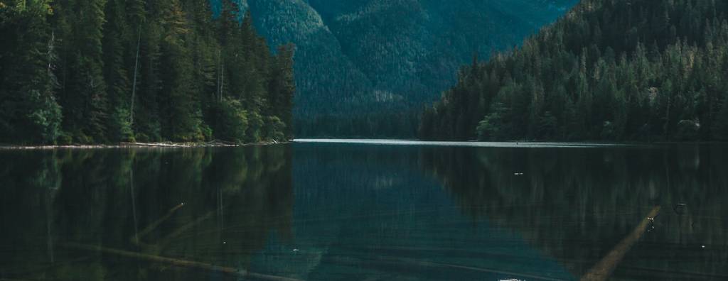 The emerald green forests of Vancouver Island, Canada