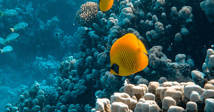 scuba-diving