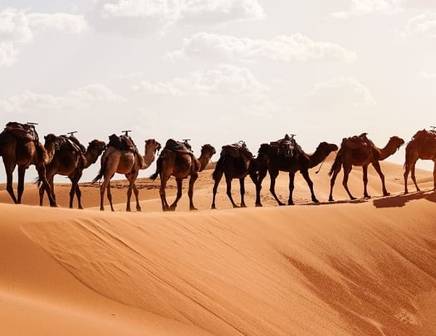 A line of camels riding on the dunes of the Sahara Desert