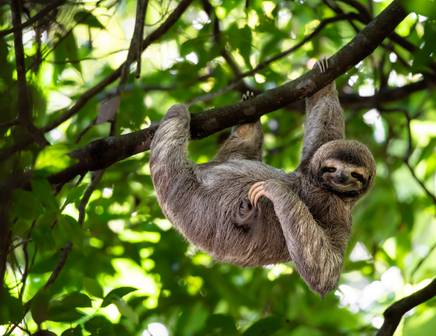 Close up of a sloth hanging from a tree branch in Costa Rica's Monteverde Cloud Forest