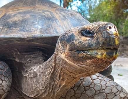 Close up of a giant tortoise resting on the shores of the Galapagos Islands