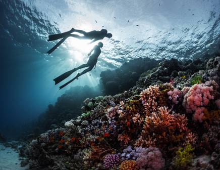 two people diving together next to bright coral in thailand