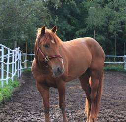 Un cheval dans un champ prêt pour les courses à l'hippodrome d'Ascot