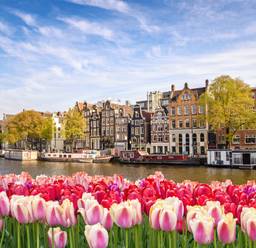 Un champ de tulipes à Amsterdam en fleurs prêt pour les célébrations de la Fête du Roi