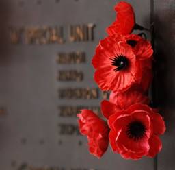 Gros plan sur des coquelicots rouges sur une pierre commémorative de la journée de l'ANZAC