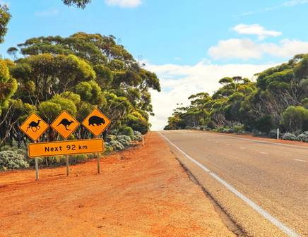 The classic yellow Australian wildlife crossing signs on the Nullabor