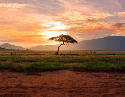 The wide open plains and acacia trees of Africa's Masai Mara National Reserve
