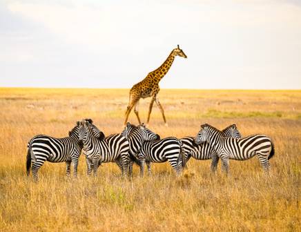 A herd of zebras and giraffes at Serengeti National Park, Tanzania