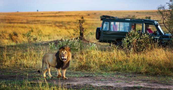 Lion posing for the safari participants, Africa