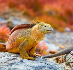 Circuits et voyages aux îles Galápagos