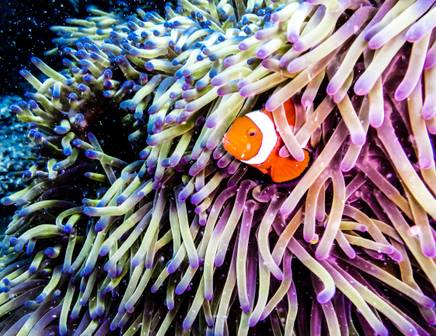 The fish and ocean life from a sailing tour of Australia's Great Barrier Reef