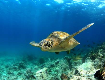 The turtles and sea creatures swimming on a sailing tour of South America