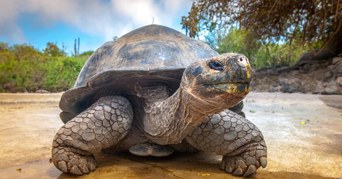 The famed giant tortoises of the Galapagos Islands in Ecuador