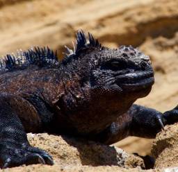 Circuits à prix intéressants aux Îles Galápagos