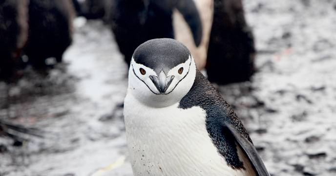 A penguin looking at the camera