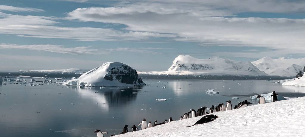 Penguin colonies on a shore in Antarctica