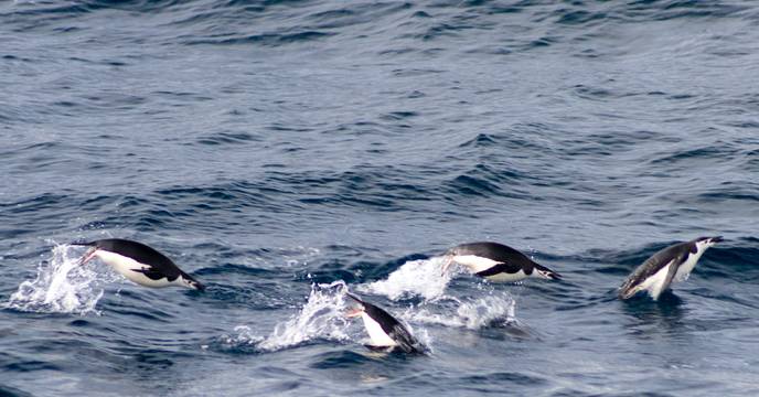 Penguins jump in the water