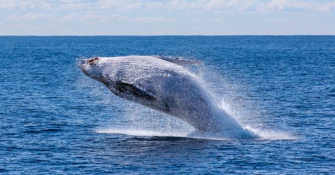 A whale jumping out of the water