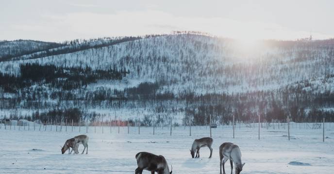 A herd of reindeer
