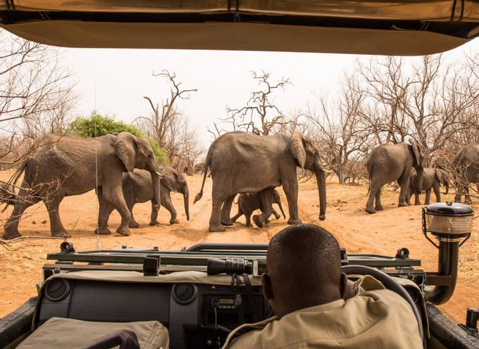 Een man op safari starend vanuit een jeep kijkt naar olifanten die vrij rondlopen in het wild