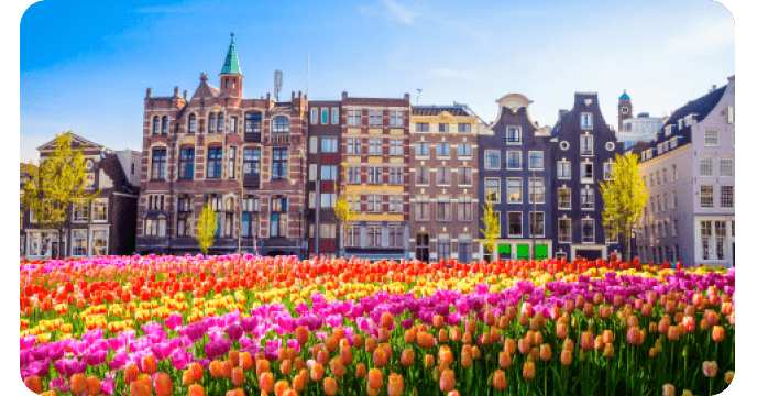 amsterdam-tulips