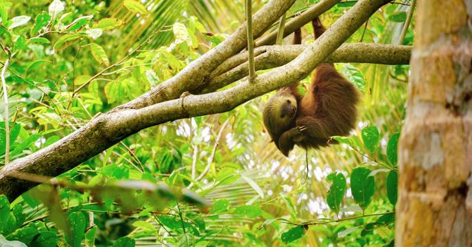 sloth hanging in a tree in costa rica