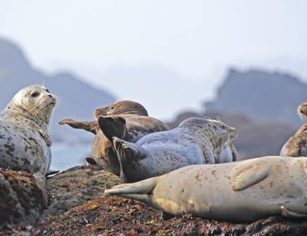 Seals in Falkland Islands