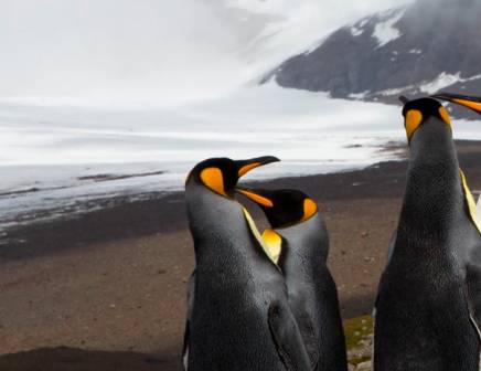 King penguins in South Georgia Islands