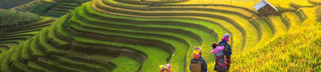 Terraced rice field in Sapa, Vietnam