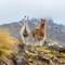 Llamas in the mountains