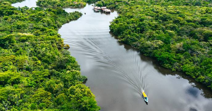 The Amazon rainforest