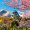 Mount Fuji and cherry blossoms