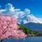 Cherry blossoms and Mount Fuji