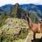 Llama at Machu Picchu