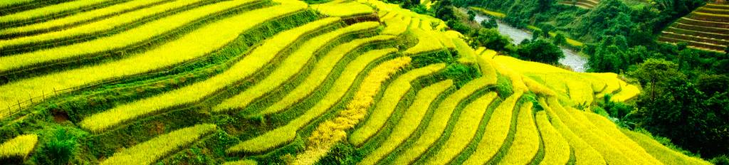 Terraced rice field in Sapa, Vietnam