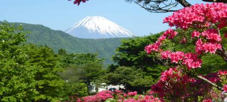 View of blooming trees and the peak of Mount Fuji