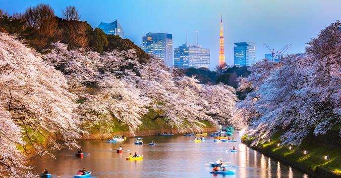Sakura cherry blossoms at Chidorigafuchi Park, Tokyo
