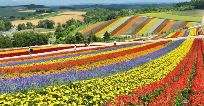 The colorful gardens Shikisai-no-oka in Hokkaido