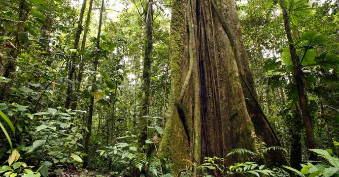 A tree trunk in the lush Amazon Rainforest