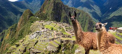 Fluffy llamas at Machu Picchu