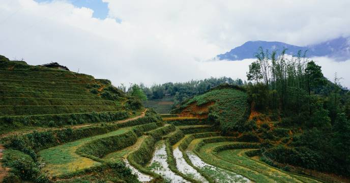 Wet rice fields after a monsoon