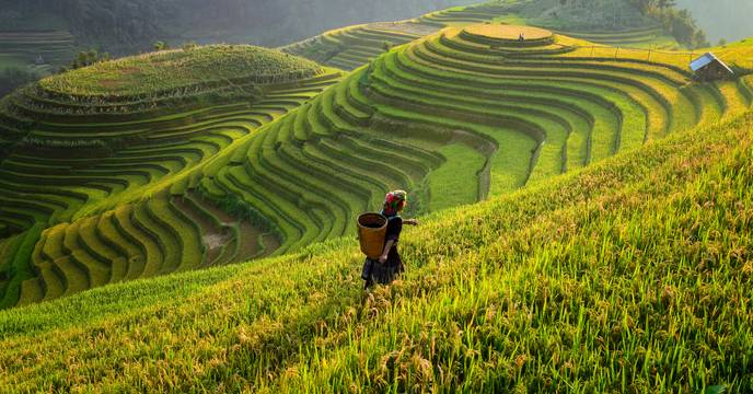 A person walking through the lush terraced rice fields