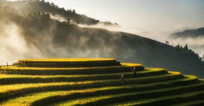 Misty morning over terraced rice fields