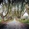The Dark Hedges, Northern Ireland